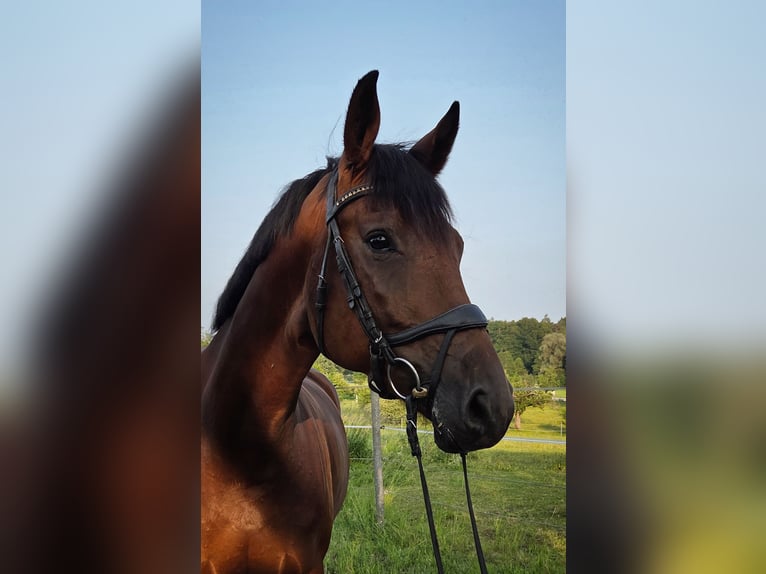 German Sport Horse Mare 4 years 16,2 hh Brown in Bad Schussenried