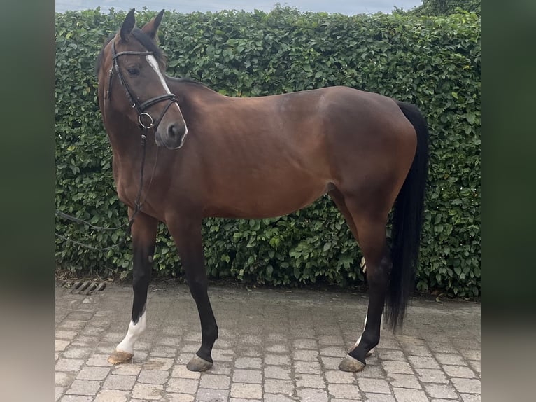 German Sport Horse Mare 4 years 16,2 hh Brown in Leingarten