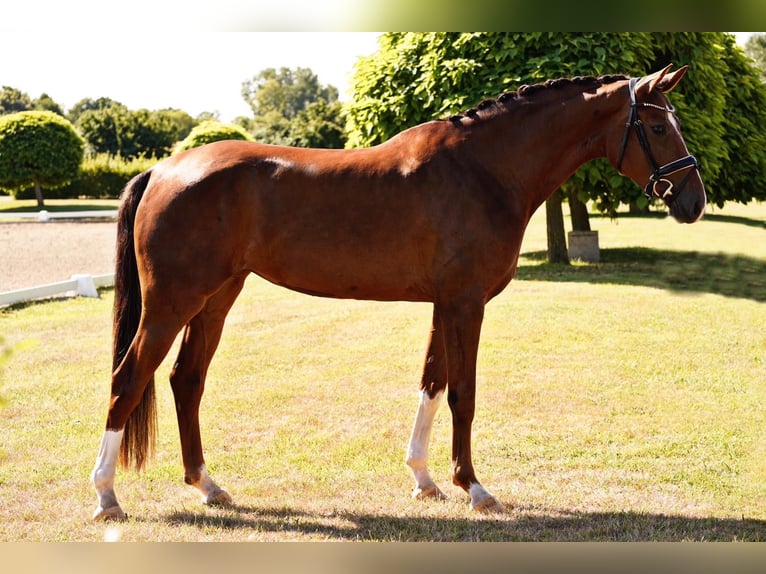 German Sport Horse Mare 4 years 16,2 hh Chestnut in Dorsten