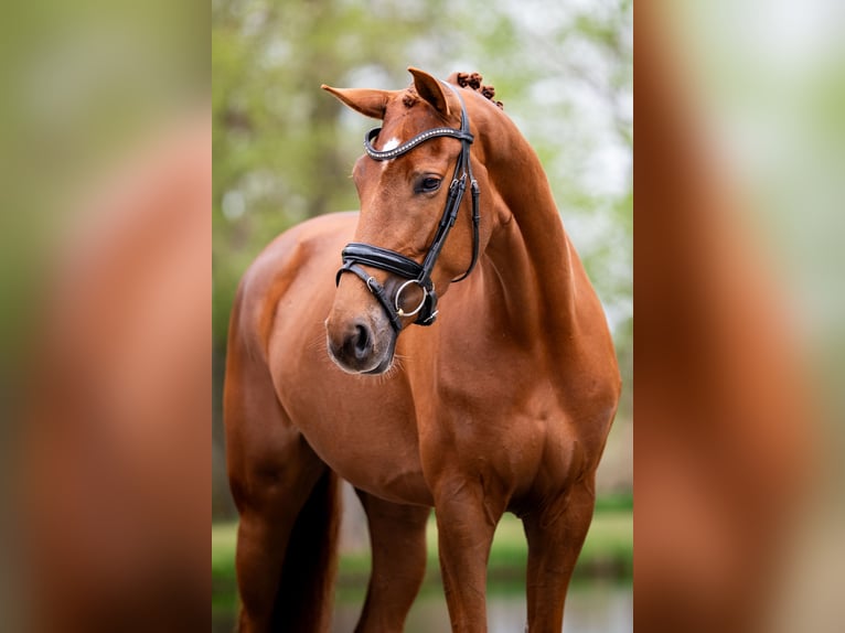 German Sport Horse Mare 4 years 16,2 hh Chestnut in Weert