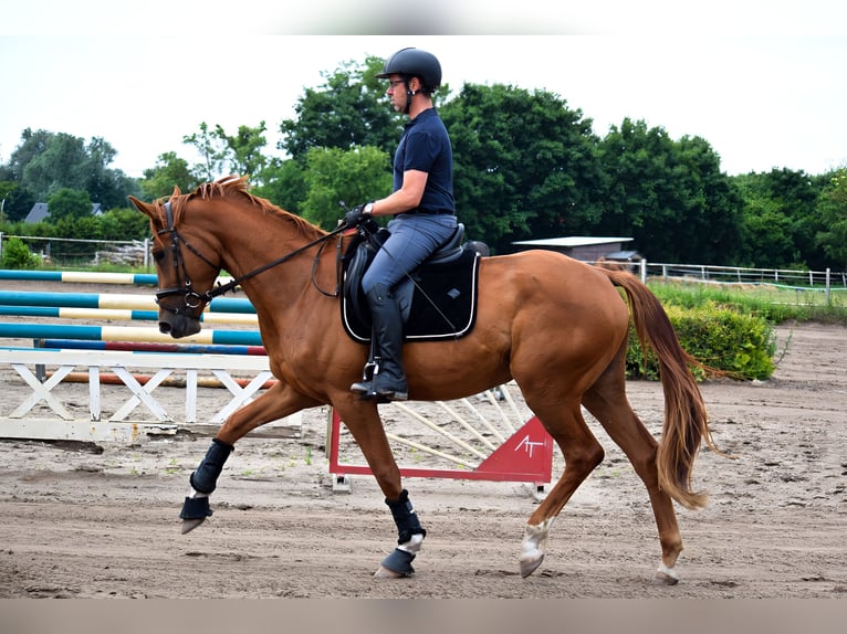 German Sport Horse Mare 4 years 16,2 hh Chestnut-Red in Hohen Neuendorf