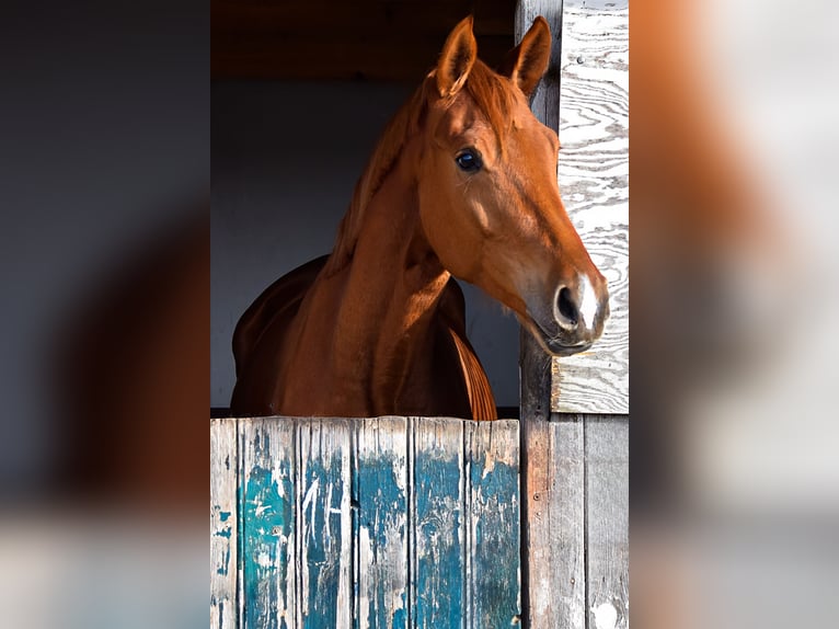 German Sport Horse Mare 4 years 16,2 hh Chestnut-Red in Hohen Neuendorf