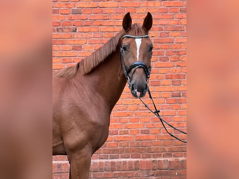 German Sport Horse Mare 4 years 16,2 hh Chestnut-Red in Neustadt an der Dosse
