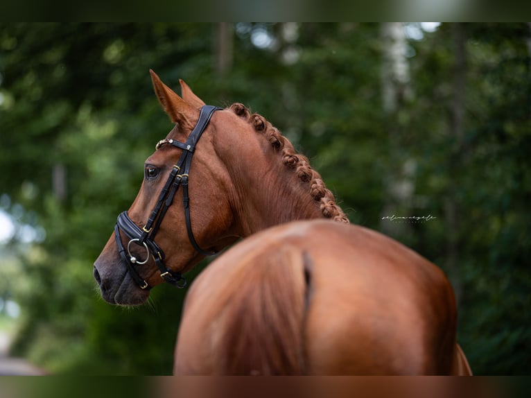 German Sport Horse Mare 4 years 16,2 hh Chestnut-Red in Illertissen