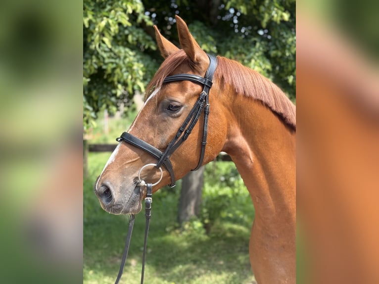 German Sport Horse Mare 4 years 16,2 hh Chestnut-Red in M&#xF6;nchpfiffel-Nikolausrieth