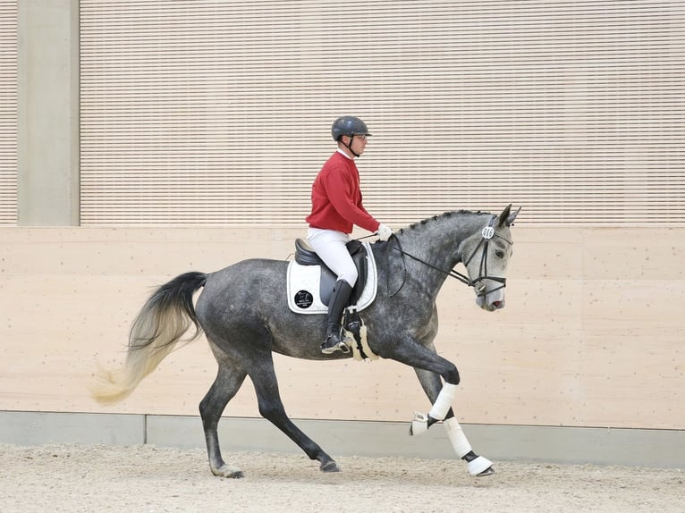 German Sport Horse Mare 4 years 16,2 hh Grey in Priestewitz