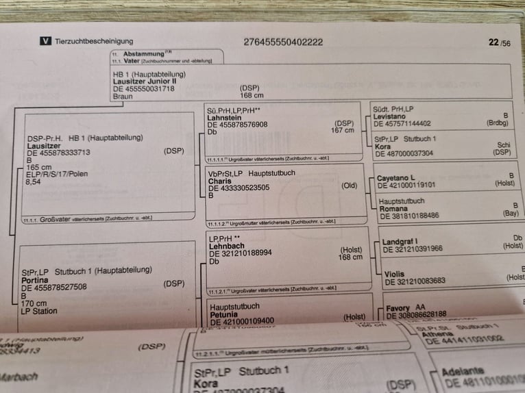 German Sport Horse Mare 4 years 16,2 hh Grey in Görlitz