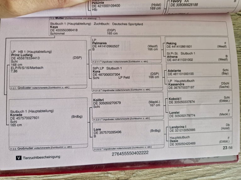 German Sport Horse Mare 4 years 16,2 hh Grey in Görlitz