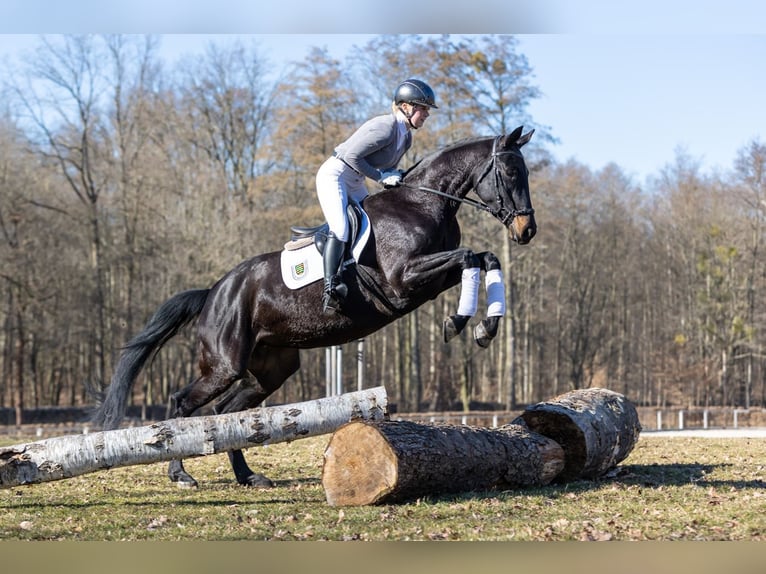 German Sport Horse Mare 4 years 16,2 hh Smoky-Black in Moritzburg
