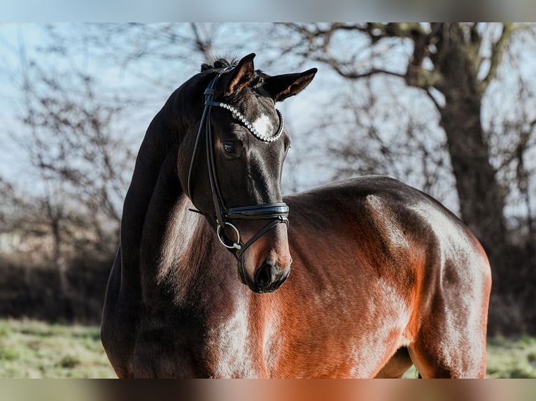German Sport Horse Mare 4 years 16,3 hh Bay-Dark in Riedstadt