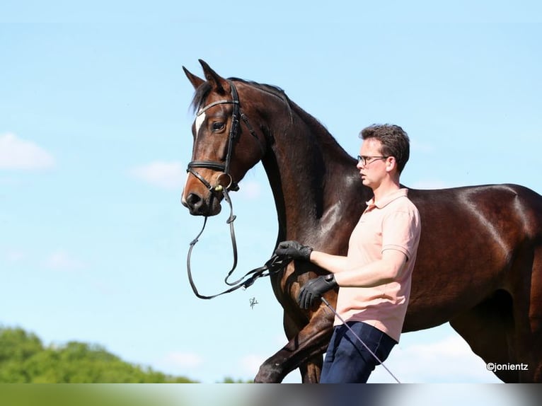 German Sport Horse Mare 4 years 16,3 hh Brown in Radevormwald