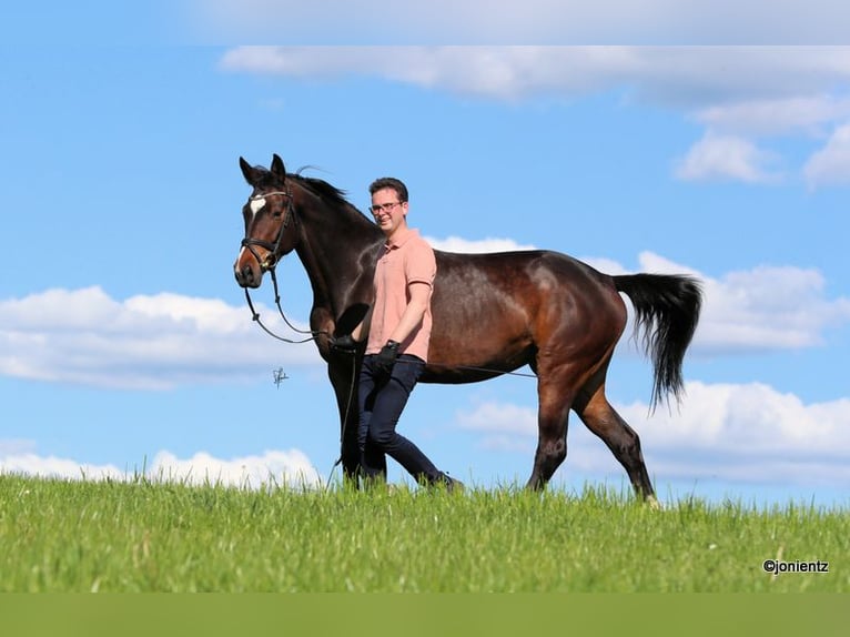 German Sport Horse Mare 4 years 16,3 hh Brown in Radevormwald