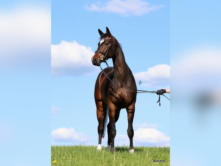 German Sport Horse Mare 4 years 16,3 hh Brown in Radevormwald