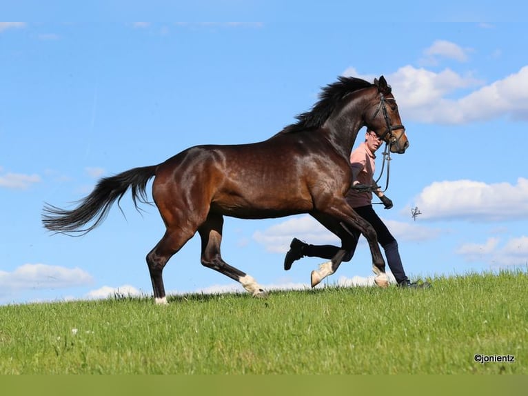 German Sport Horse Mare 4 years 16,3 hh Brown in Radevormwald