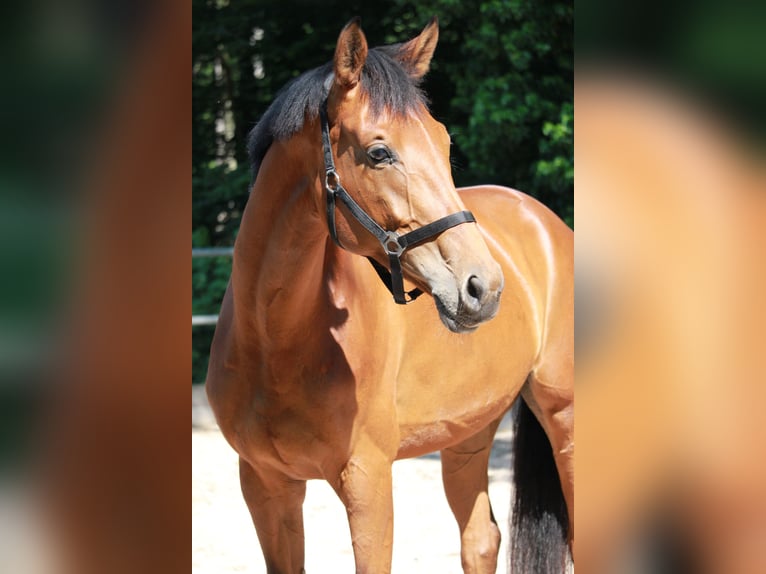 German Sport Horse Mare 4 years 16,3 hh Brown in Schw&#xE4;bisch Hall