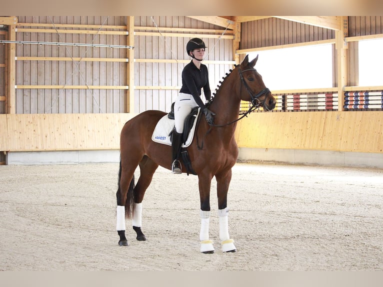 German Sport Horse Mare 4 years 16,3 hh Brown in Schw&#xE4;bisch Hall