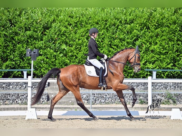 German Sport Horse Mare 4 years 16,3 hh Brown in Schw&#xE4;bisch Hall