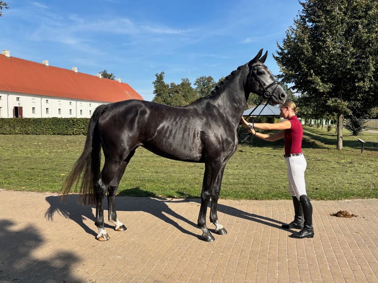 German Sport Horse Mare 4 years 16,3 hh Grey-Dark-Tan in L&#xF6;wenberger Land