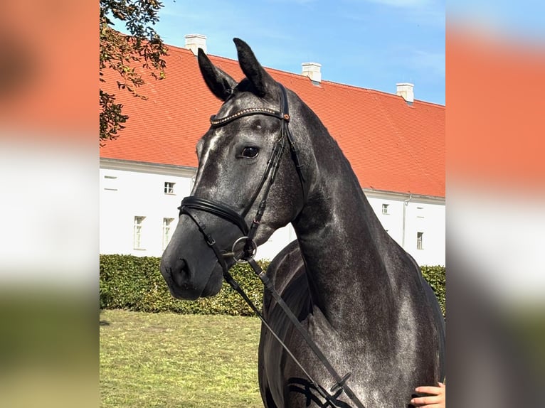 German Sport Horse Mare 4 years 16,3 hh Grey-Dark-Tan in L&#xF6;wenberger Land
