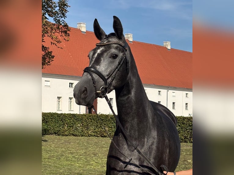 German Sport Horse Mare 4 years 16,3 hh Grey-Dark-Tan in L&#xF6;wenberger Land