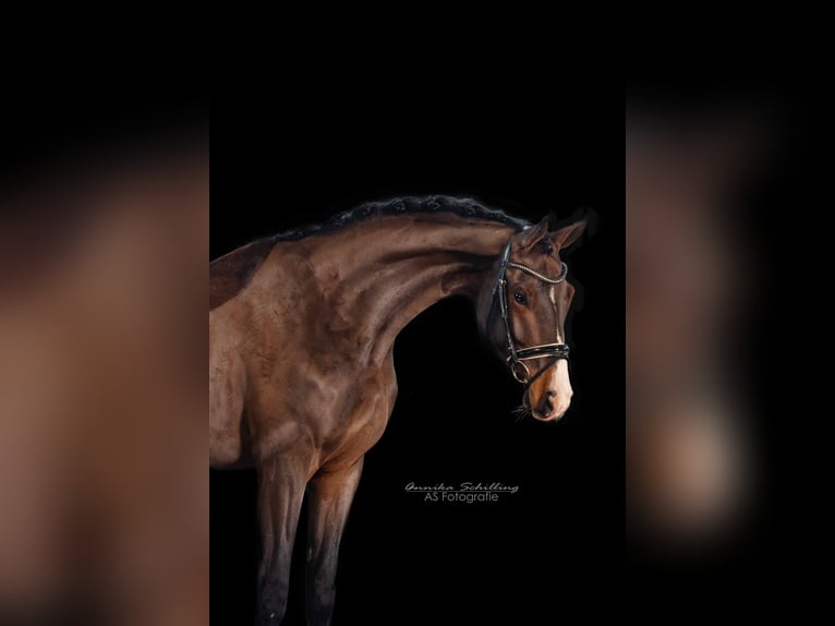 German Sport Horse Mare 4 years 17,1 hh Brown in HerrenbergHerrenberg