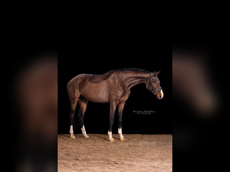 German Sport Horse Mare 4 years 17,1 hh Brown in HerrenbergHerrenberg
