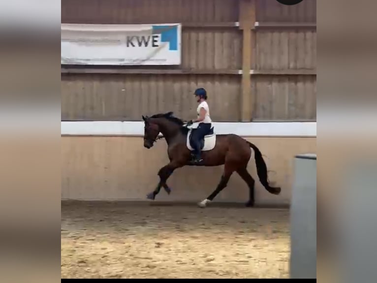 German Sport Horse, Mare, 4 years, 17.1 hh, Brown