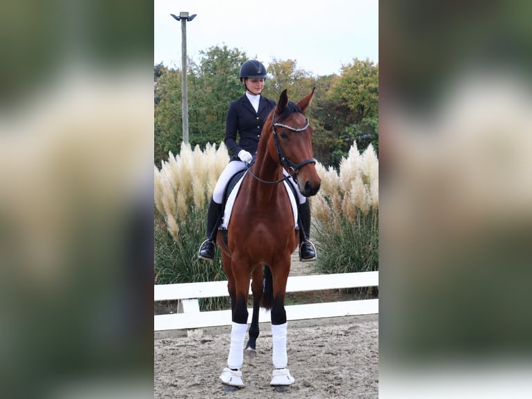 German Sport Horse Mare 4 years 17.2 hh Brown in Vechta