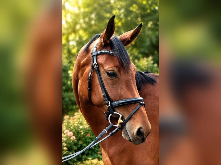 German Sport Horse Mare 4 years 17.2 hh Brown in Vechta