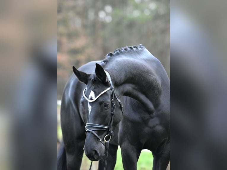 German Sport Horse Mare 4 years 17 hh Black in Klötze