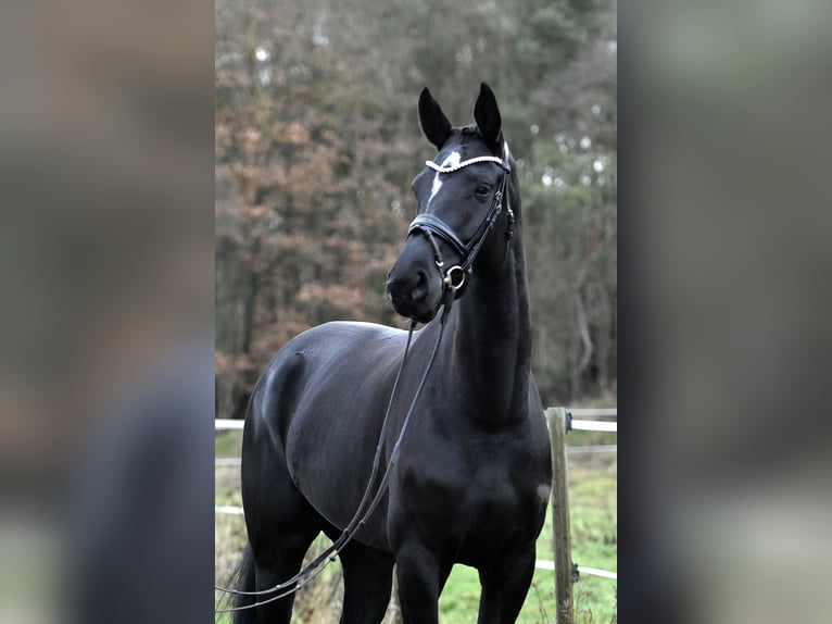 German Sport Horse Mare 4 years 17 hh Black in Klötze