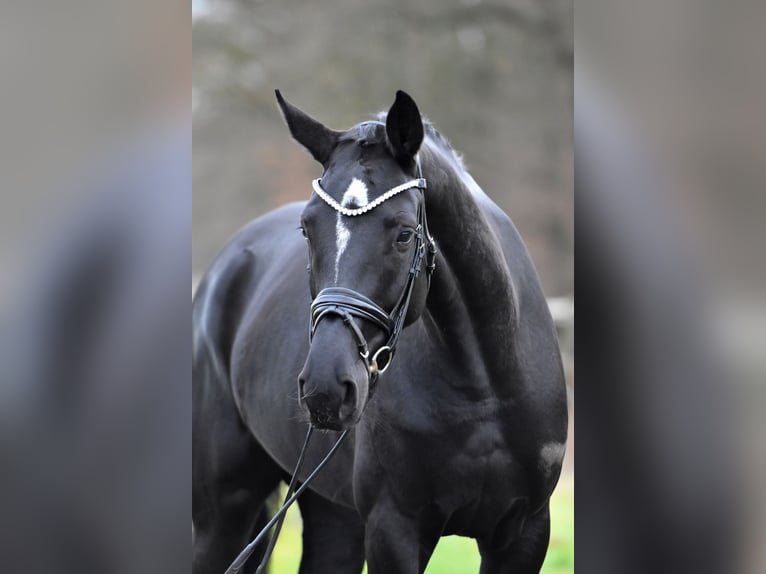 German Sport Horse Mare 4 years 17 hh Black in Klötze