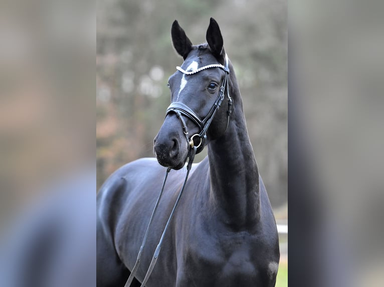 German Sport Horse Mare 4 years 17 hh Black in Klötze