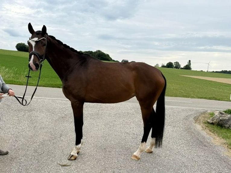 German Sport Horse Mare 4 years 17 hh Brown in Drackenstein