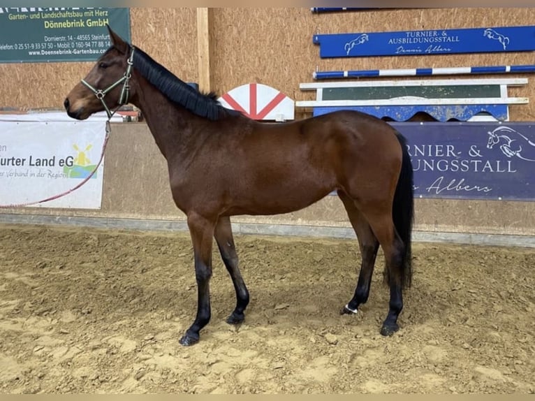 German Sport Horse Mare 4 years 17 hh Brown in Neuenkirchen