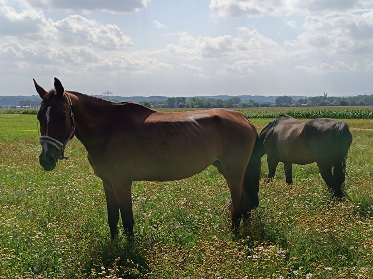 German Sport Horse Mare 4 years 17 hh Brown in Weinb&#xF6;hla