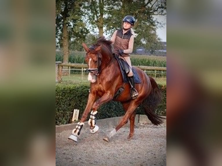 German Sport Horse Mare 4 years 17 hh Chestnut in Karlsfeld