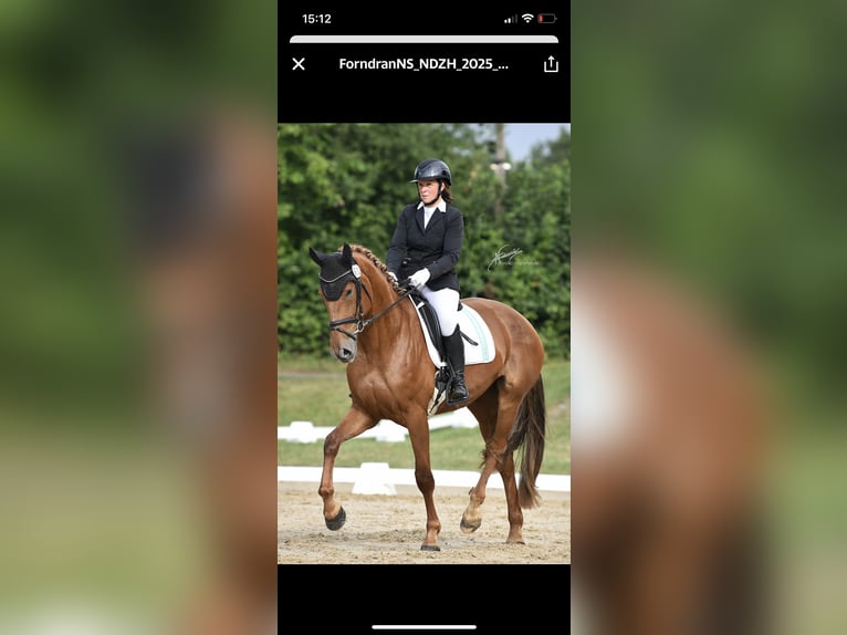 German Sport Horse Mare 4 years 17 hh Chestnut-Red in Buchholz (Westerwald)
