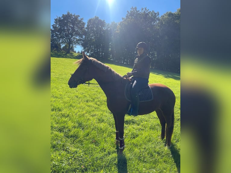German Sport Horse Mare 4 years 17 hh Chestnut-Red in Buchholz (Westerwald)