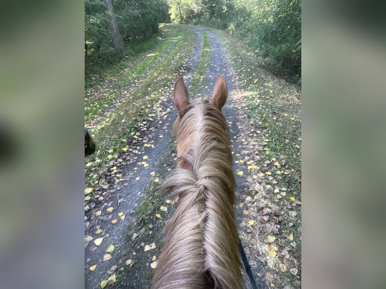 German Sport Horse Mare 4 years 17 hh Chestnut-Red in Buchholz (Westerwald)