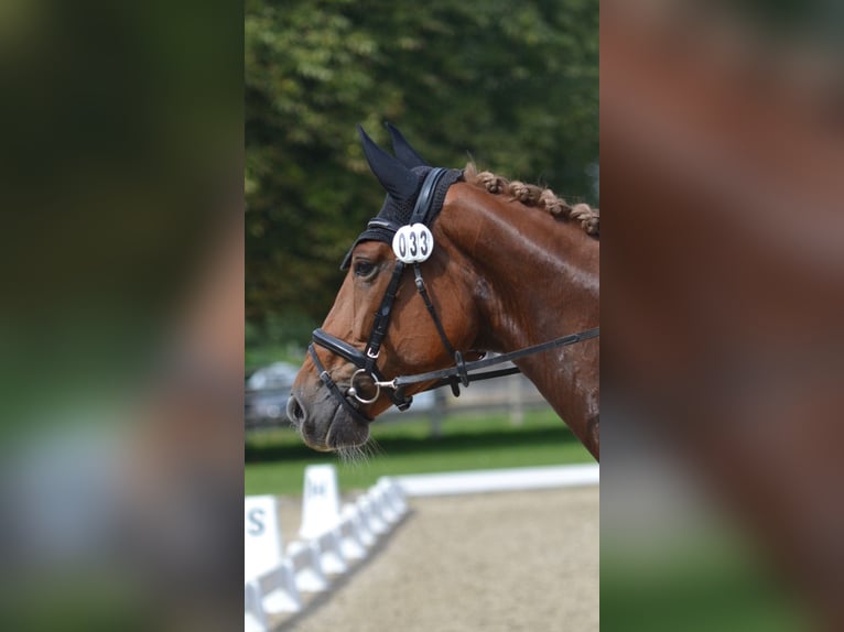 German Sport Horse Mare 4 years 17 hh Chestnut-Red in Buchholz (Westerwald)