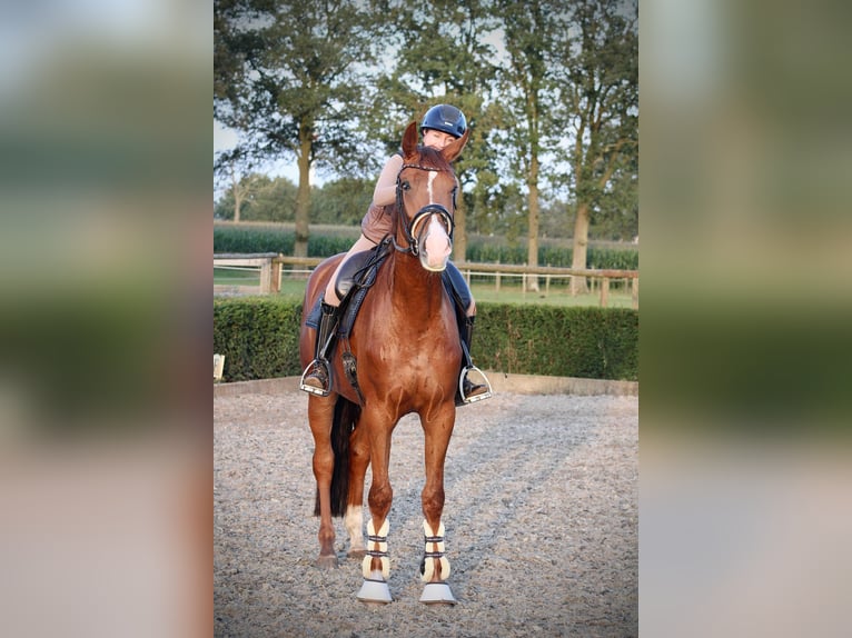 German Sport Horse Mare 4 years 17 hh Chestnut-Red in Karlsfeld