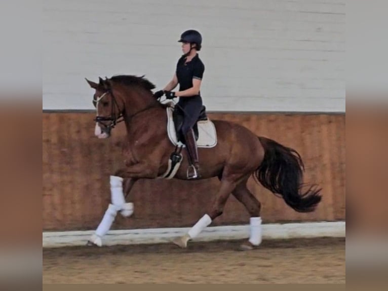 German Sport Horse Mare 4 years 17 hh Chestnut-Red in Lippetal