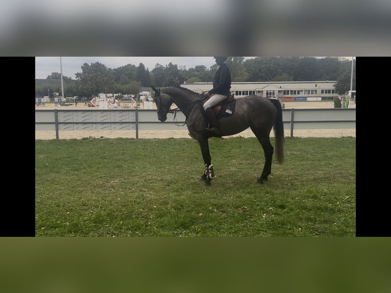 German Sport Horse Mare 4 years 17 hh Grey-Dark-Tan in Bergisch Gladbach