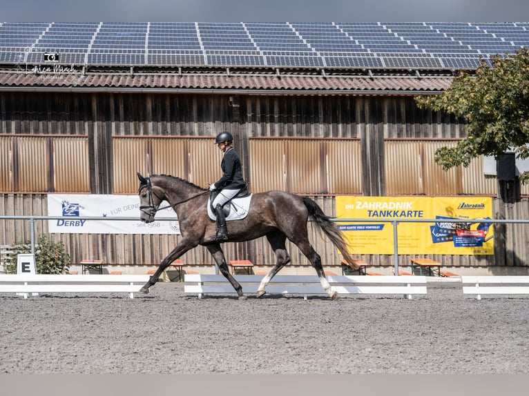 German Sport Horse Mare 4 years 17 hh Grey in Osterburken