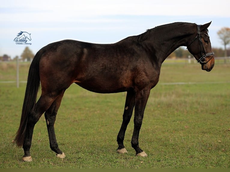German Sport Horse Mare 4 years 17,1 hh Bay-Dark in Eilenburg