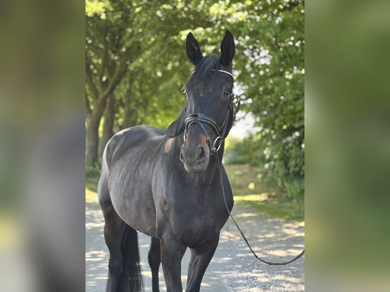 German Sport Horse Mare 4 years 17,1 hh Black in Lüdinghausen