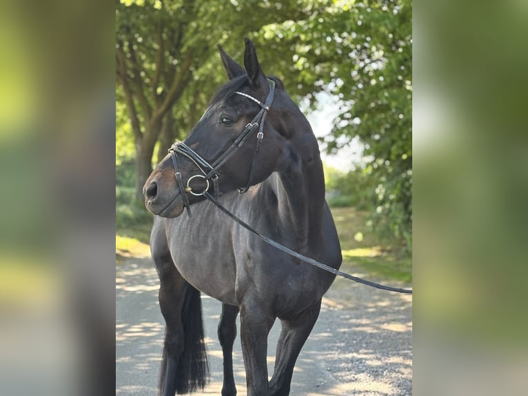 German Sport Horse Mare 4 years 17,1 hh Black in Lüdinghausen