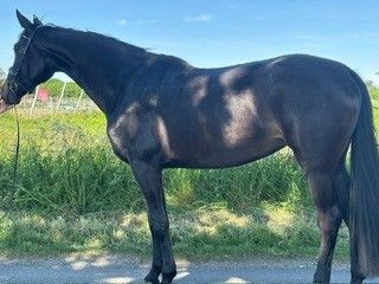 German Sport Horse Mare 4 years 17,1 hh Black in Lüdinghausen