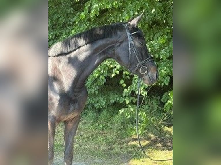 German Sport Horse Mare 4 years 17,1 hh Black in Lüdinghausen